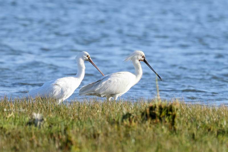 BR8A5361-Lepelaar-Spoonbill-Loffler-Spatule-blanche-Espatula_1