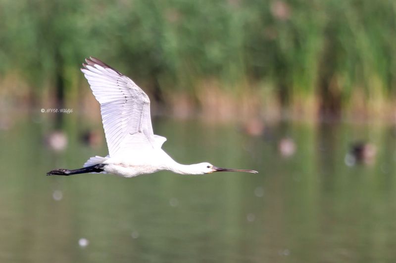 BR8A6970-Lepelaar-Spoonbill-Loffler-Spatule-blanche-Espatula_1