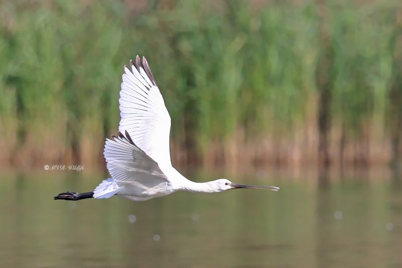 BR8A6988-Lepelaar-Spoonbill-Loffler-Spatule-blanche-Espatula_1