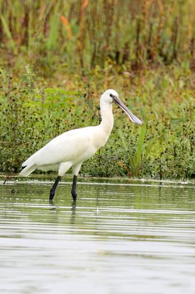 BR8A7199-Lepelaar-Spoonbill-Loffler-Spatule-blanche-Espatula_1