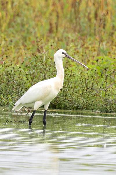 BR8A7202-Lepelaar-Spoonbill-Loffler-Spatule-blanche-Espatula_1