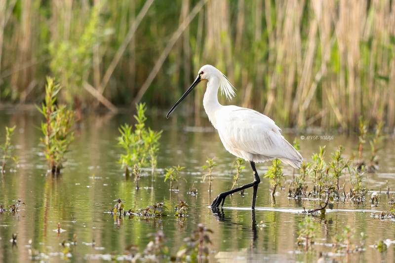 BR8A8661-Lepelaar-Spoonbill-Loffler-Spatule-blanche-Espatula_1