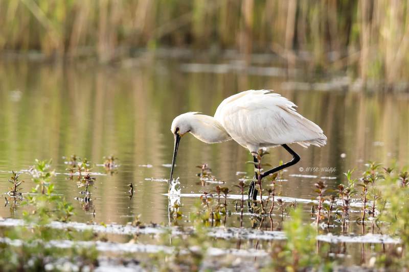 BR8A8670-Lepelaar-Spoonbill-Loffler-Spatule-blanche-Espatula_1
