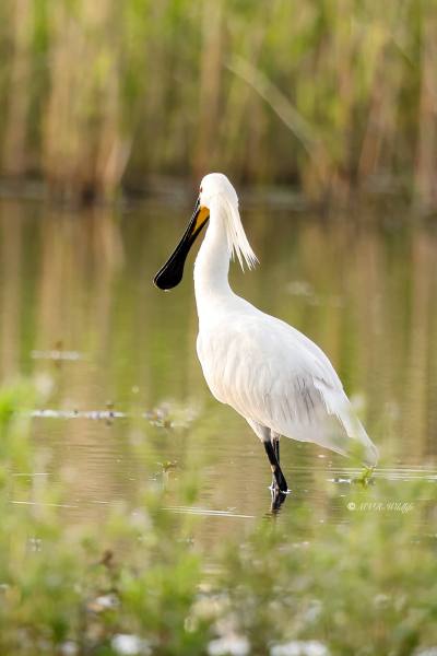 BR8A8675-Lepelaar-Spoonbill-Loffler-Spatule-blanche-Espatula_1