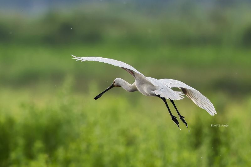BR8A8692-Lepelaar-Spoonbill-Loffler-Spatule-blanche-Espatula_1