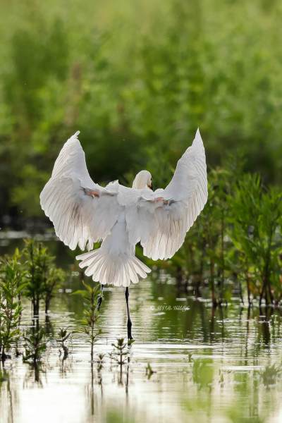 BR8A8697-Lepelaar-Spoonbill-Loffler-Spatule-blanche-Espatula_1