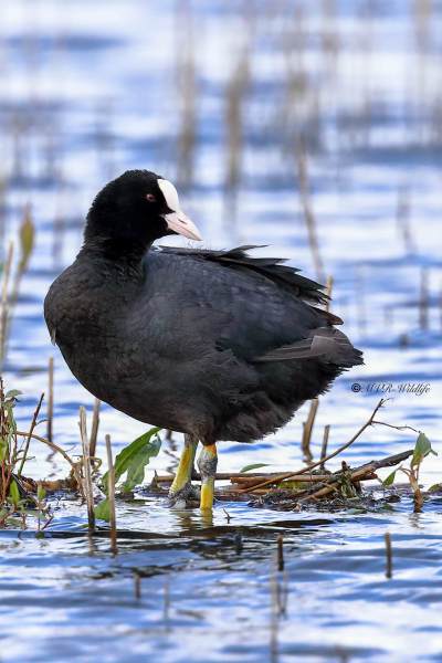 1_B65A6905-Meerkoet-Blasshuhn-Foulque-macroule-Focha-comun_1
