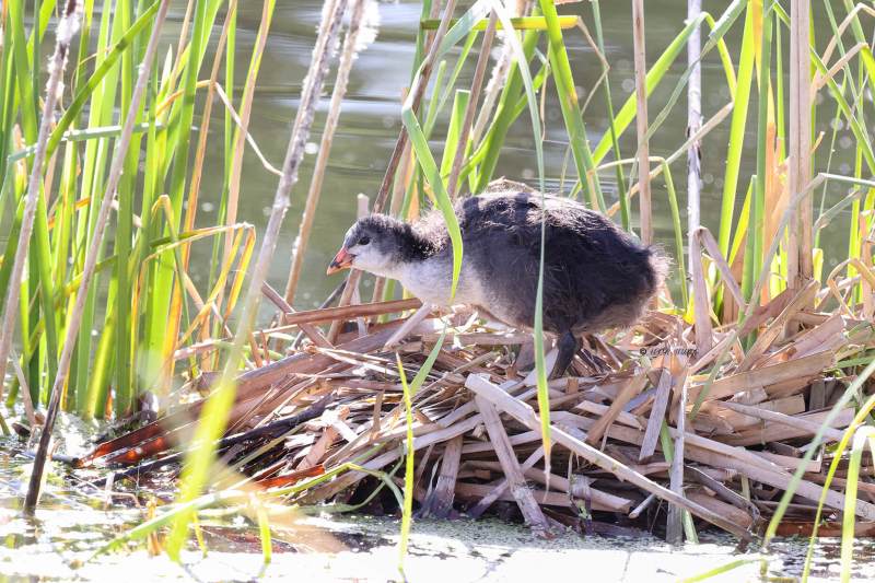 BR8A0985-Meerkoet-Blasshuhn-Foulque-macroule-Focha-comun_1