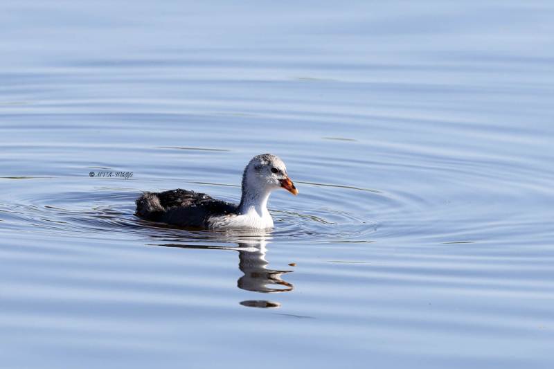 BR8A0991-Meerkoet-Blasshuhn-Foulque-macroule-Focha-comun_1