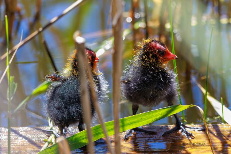 BR8A6657-Meerkoet-Common-Coot-Blasshuhn-Foulque-macroule-Focha-comun_1