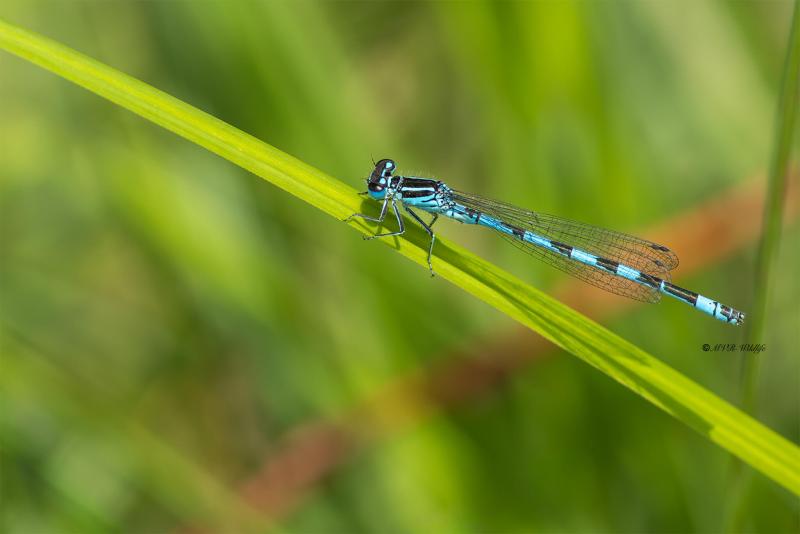 5X8A4293-Mercuurwaterjuffer-Coenagrion-mercuriale-Mercury-Bluet-Helm-Azurjungfer-Agrion-de-Mercure-Coenagrion-mercuriale_1