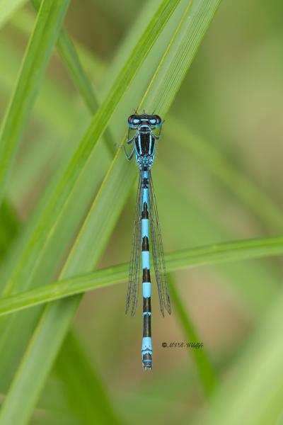 5X8A4298-Mercuurwaterjuffer-Coenagrion-mercuriale-Mercury-Bluet-Helm-Azurjungfer-Agrion-de-Mercure-Coenagrion-mercuriale_1