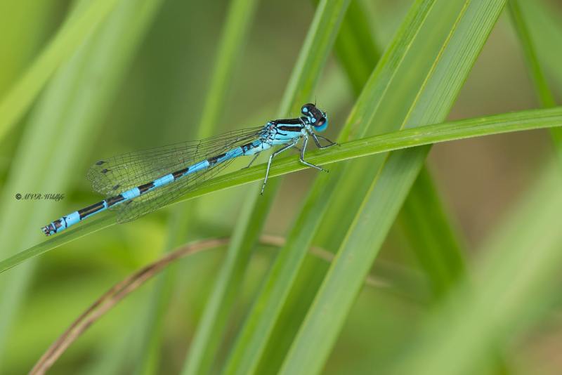 5X8A4301-Mercuurwaterjuffer-Coenagrion-mercuriale-Mercury-Bluet-Helm-Azurjungfer-Agrion-de-Mercure-Coenagrion-mercuriale_1