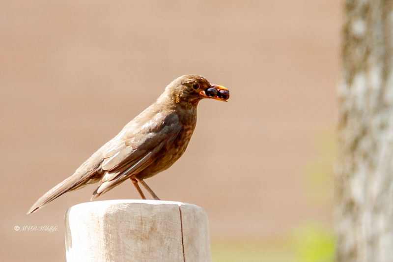 77A2863-Merel-Common-Blackbird-Amsel-Merle-noir-Mirlo-comun_1