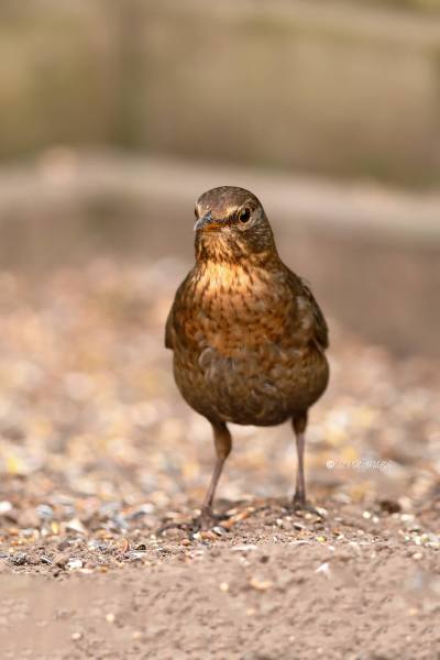 B65A3278-Merel-Common-Blackbird-Amsel-Merle-noir-Mirlo-comun_1