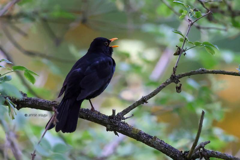 BR8A0373-Merel-Common-Blackbird-Amsel-Merle-noir-Mirlo-comun_1