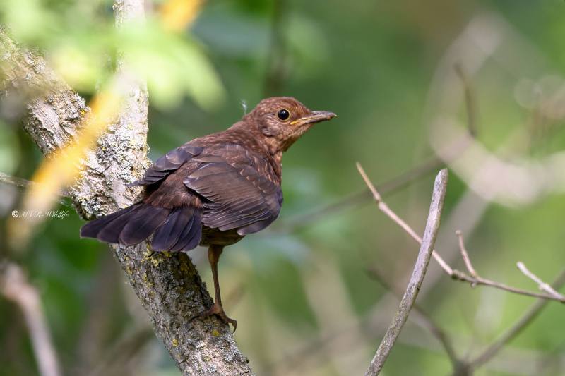 BR8A0392-Merel-Common-Blackbird-Amsel-Merle-noir-Mirlo-comun_1