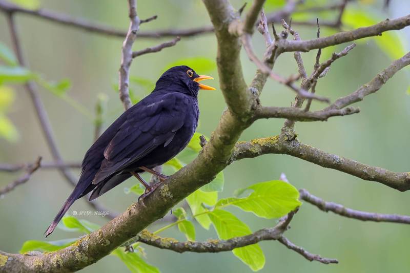 BR8A0905-Merel-Common-Blackbird-Amsel-Merle-noir-Mirlo-comun_1
