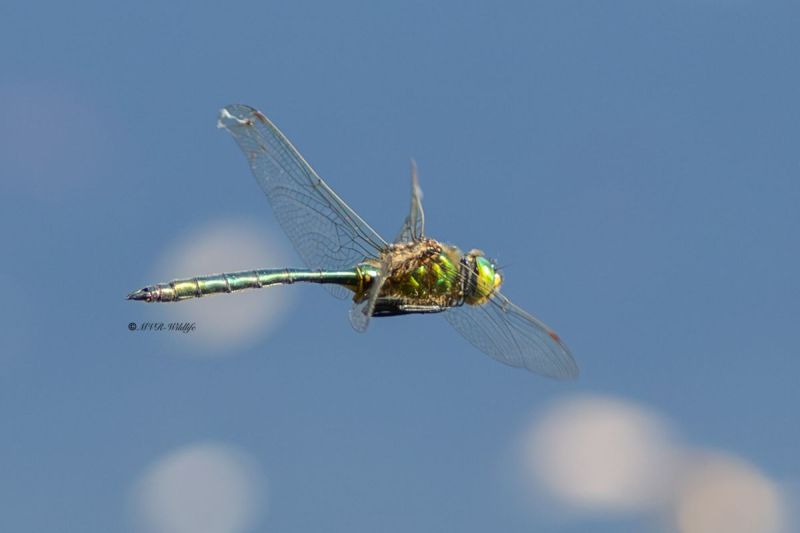 5X8A4871-Metaalglanslibel-Somatochlora-metallica-Brilliant-Emerald-Glanzende-Smaragdlibelle-Cordulie-metallique-Somatochlora-metallica_1