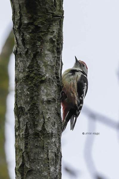 BR8A1340-Middelste-Bonte-Specht-Dendrocoptes-medius-Middle-Spotted-Woodpecker-Mittelspecht-Pic-mar-Pico-mediano_1