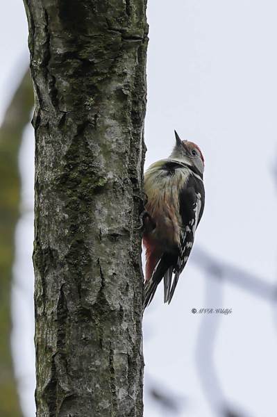 BR8A1340-Middelste-Bonte-Specht-Dendrocoptes-medius-Middle-Spotted-Woodpecker-Mittelspecht-Pic-mar-Pico-mediano_1