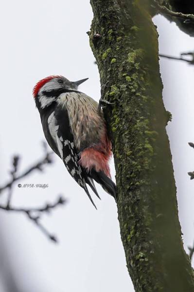BR8A1514-Middelste-Bonte-Specht-Dendrocoptes-medius-Middle-Spotted-Woodpecker-Mittelspecht-Pic-mar-Pico-mediano_1