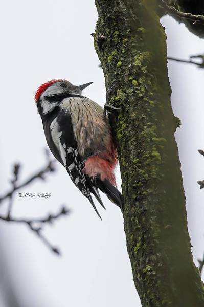 BR8A1514-Middelste-Bonte-Specht-Dendrocoptes-medius-Middle-Spotted-Woodpecker-Mittelspecht-Pic-mar-Pico-mediano_1