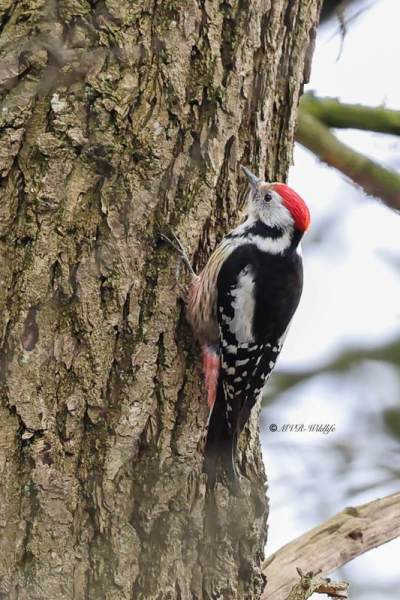 BR8A1619-Middelste-Bonte-Specht-Dendrocoptes-medius-Middle-Spotted-Woodpecker-Mittelspecht-Pic-mar-Pico-mediano_1