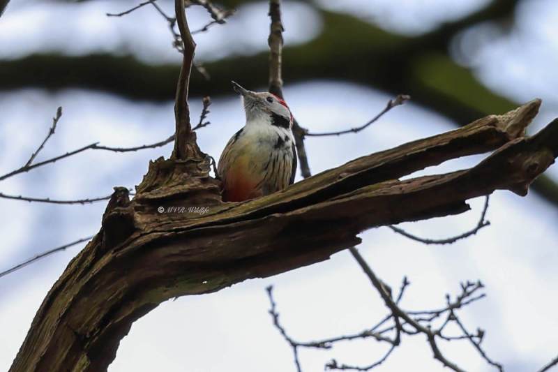 BR8A1635-Middelste-Bonte-Specht-Dendrocoptes-medius-Middle-Spotted-Woodpecker-Mittelspecht-Pic-mar-Pico-mediano_1