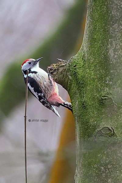 BR8A1651-Middelste-Bonte-Specht-Dendrocoptes-medius-Middle-Spotted-Woodpecker-Mittelspecht-Pic-mar-Pico-mediano_1
