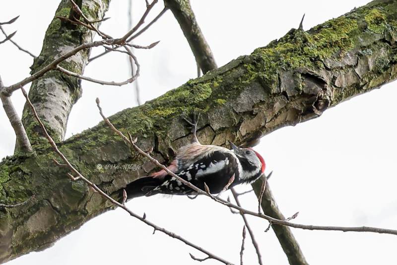 BR8A1674-Middelste-Bonte-Specht-Dendrocoptes-medius-Middle-Spotted-Woodpecker-Mittelspecht-Pic-mar-Pico-mediano_1