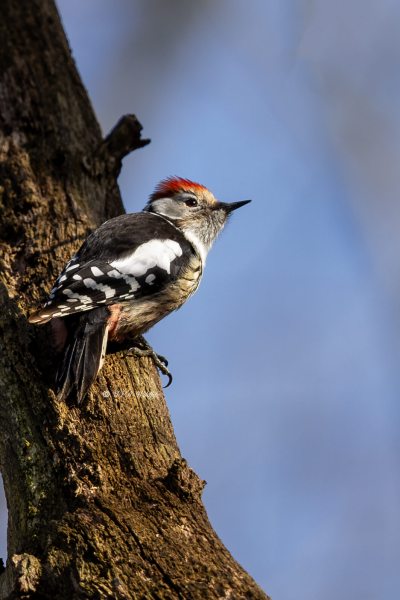 BR8A1854-Middelste-Bonte-Specht-Dendrocoptes-medius-Middle-Spotted-Woodpecker-Mittelspecht-Pic-mar-Pico-mediano_1