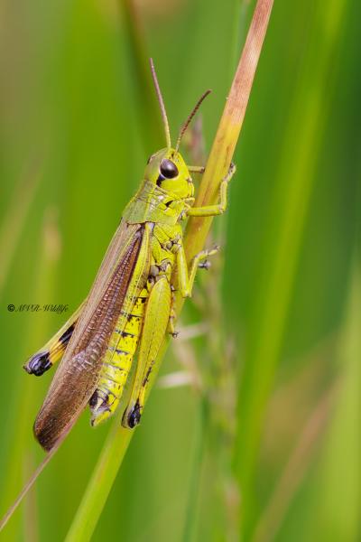 BR8A3215-Moerassprinkhaan-Stethophyma-grossum-Large-Marsh-Grasshopper-Sumpfschrecke-Criquet-ensanglante_1