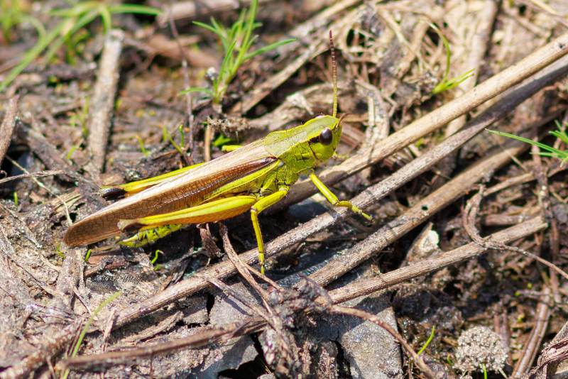 BR8A3577-Moerassprinkhaan-Stethophyma-grossum-Large-Marsh-Grasshopper-Sumpfschrecke-Criquet-ensanglante_1