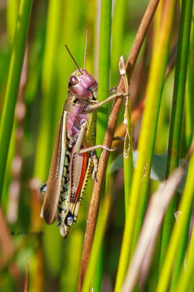 BR8A3771-Moerassprinkhaan-Stethophyma-grossum-Large-Marsh-Grasshopper-Sumpfschrecke-Criquet-ensanglante_1