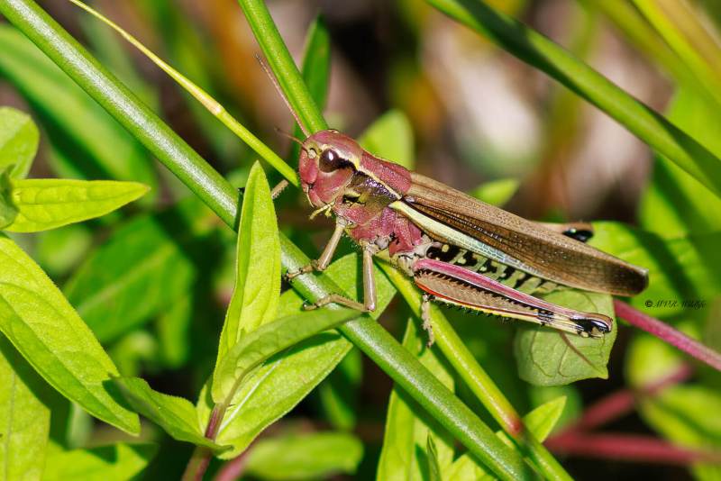 BR8A3781-Moerassprinkhaan-Stethophyma-grossum-Large-Marsh-Grasshopper-Sumpfschrecke-Criquet-ensanglante_1
