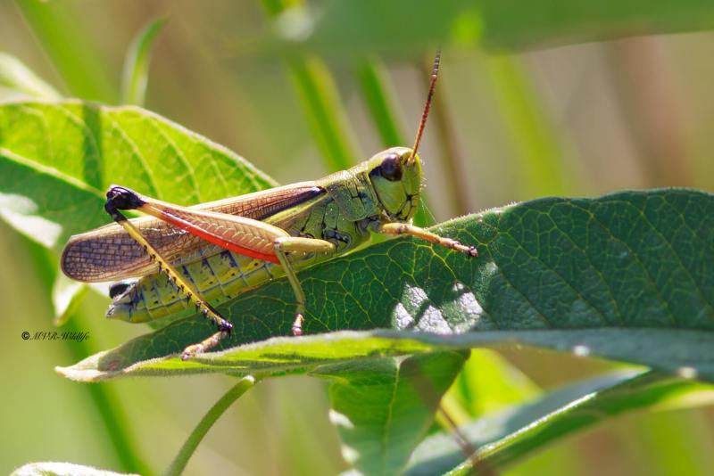 BR8A3801-Moerassprinkhaan-Stethophyma-grossum-Large-Marsh-Grasshopper-Sumpfschrecke-Criquet-ensanglante_1