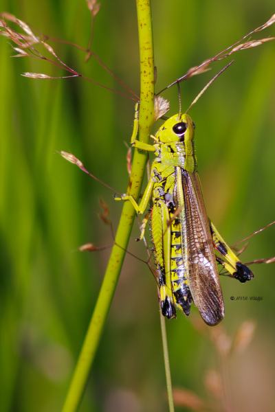 BR8A3888-Moerassprinkhaan-Stethophyma-grossum-Large-Marsh-Grasshopper-Sumpfschrecke-Criquet-ensanglante_1