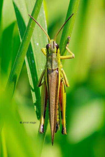 BR8A3917-Moerassprinkhaan-Stethophyma-grossum-Large-Marsh-Grasshopper-Sumpfschrecke-Criquet-ensanglante_1