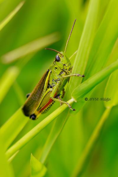BR8A3924-Moerassprinkhaan-Stethophyma-grossum-Large-Marsh-Grasshopper-Sumpfschrecke-Criquet-ensanglante_1