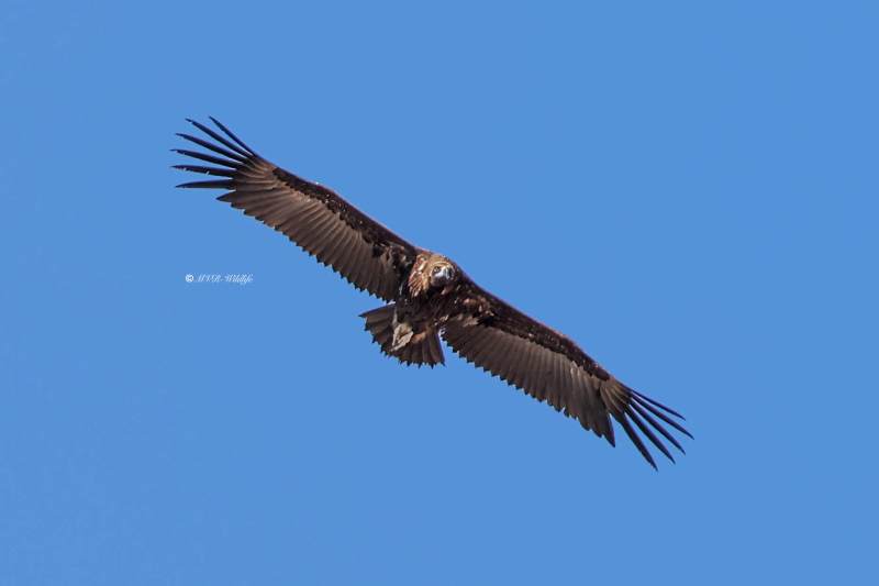 BR8A6743-Monniksgier-Cinereous-Vulture-Monchsgeier-Vautour-moine-Buitre-negro_1