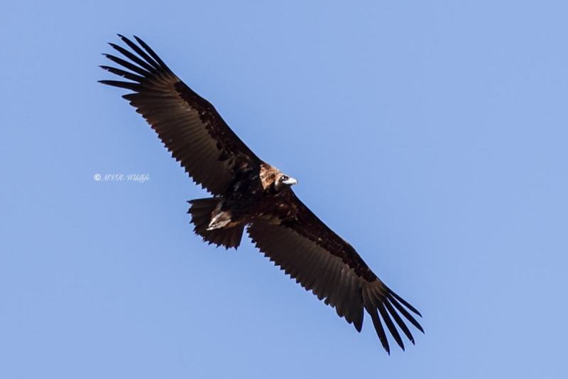 BR8A6748-Monniksgier-Cinereous-Vulture-Monchsgeier-Vautour-moine-Buitre-negro_1