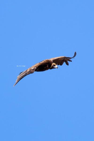 BR8A6766-Monniksgier-Cinereous-Vulture-Monchsgeier-Vautour-moine-Buitre-negro_1