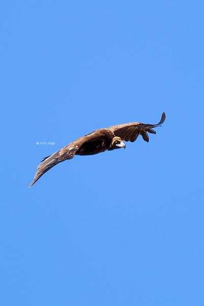 BR8A6766-Monniksgier-Cinereous-Vulture-Monchsgeier-Vautour-moine-Buitre-negro_1