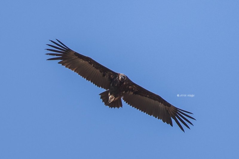 BR8A6826-Monniksgier-Cinereous-Vulture-Monchsgeier-Vautour-moine-Buitre-negro_1