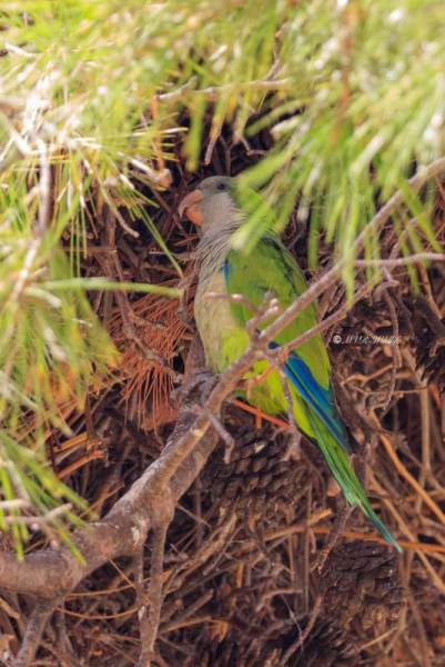 BR8A5791-Monniksparkiet-Myiopsitta-monachus-Monk-Parakeet-Monchssittich-Perriche-veuve-Cotorra-argentina_1