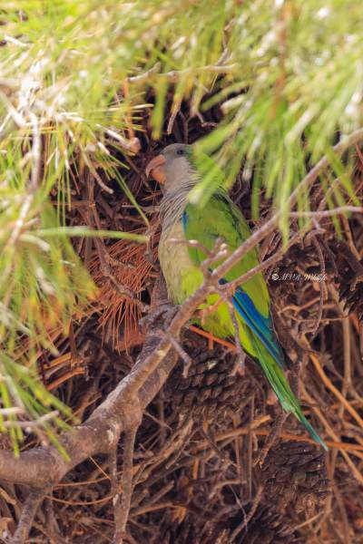 BR8A5791-Monniksparkiet-Myiopsitta-monachus-Monk-Parakeet-Monchssittich-Perriche-veuve-Cotorra-argentina_1