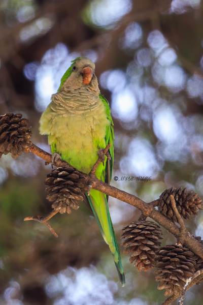 BR8A5942-Monniksparkiet-Myiopsitta-monachus-Monk-Parakeet-Monchssittich-Perriche-veuve-Cotorra-argentina_1
