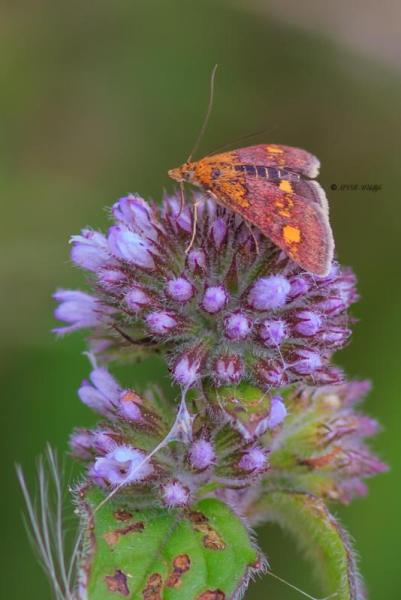 BR8A4597-Muntvlindertje-Pyrausta-aurata-Mint-Moth-Goldzunsler-Pyrauste-de-la-menthe_1