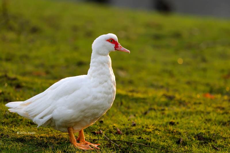 1_BR8A1815-Muskuseend-Muscovy-Duck-Warzenente-Pato-criollo-forma-domestica_1
